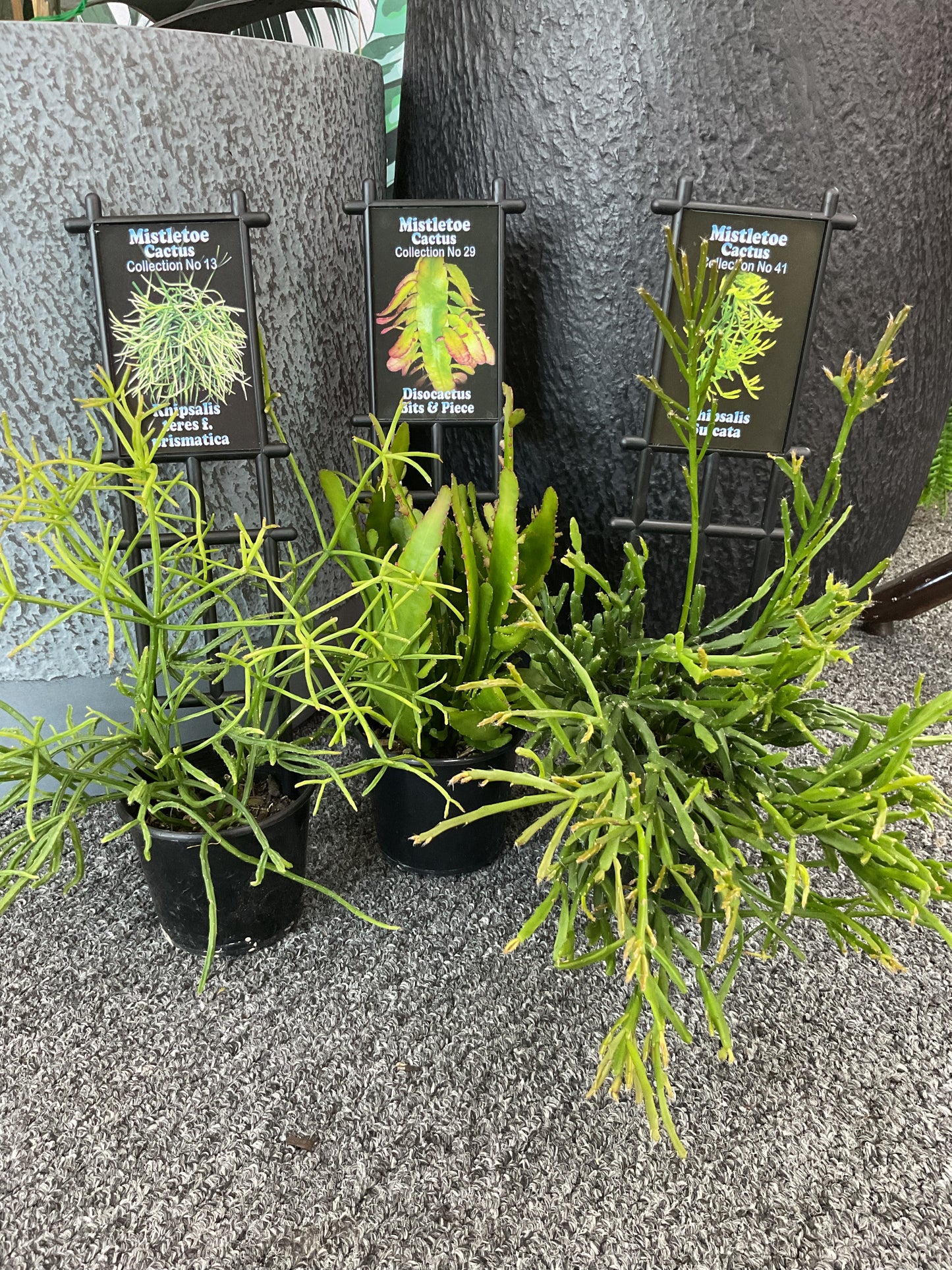 Rhipsalis - Assorted