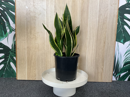 Sansevieria Black and Gold