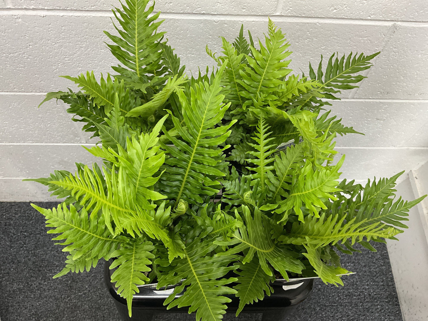 Silver Lady Fern