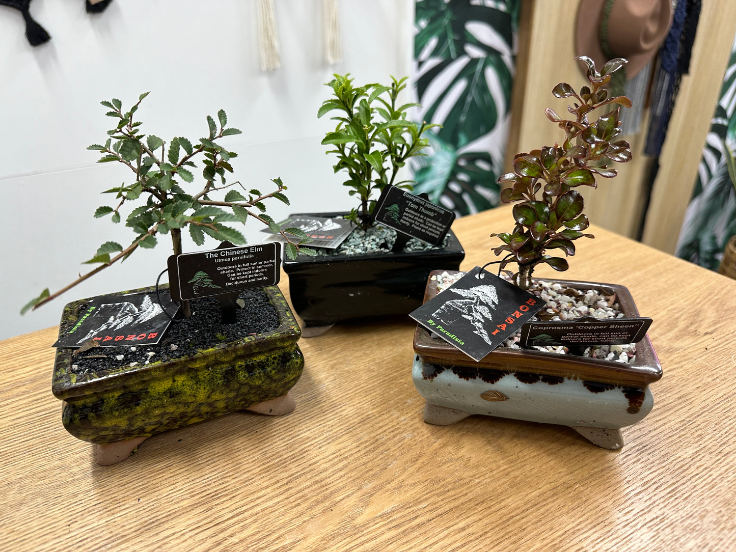 Bonsai in 12cm Glazed Pot