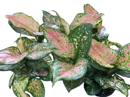 Aglaonema Lady Valentine