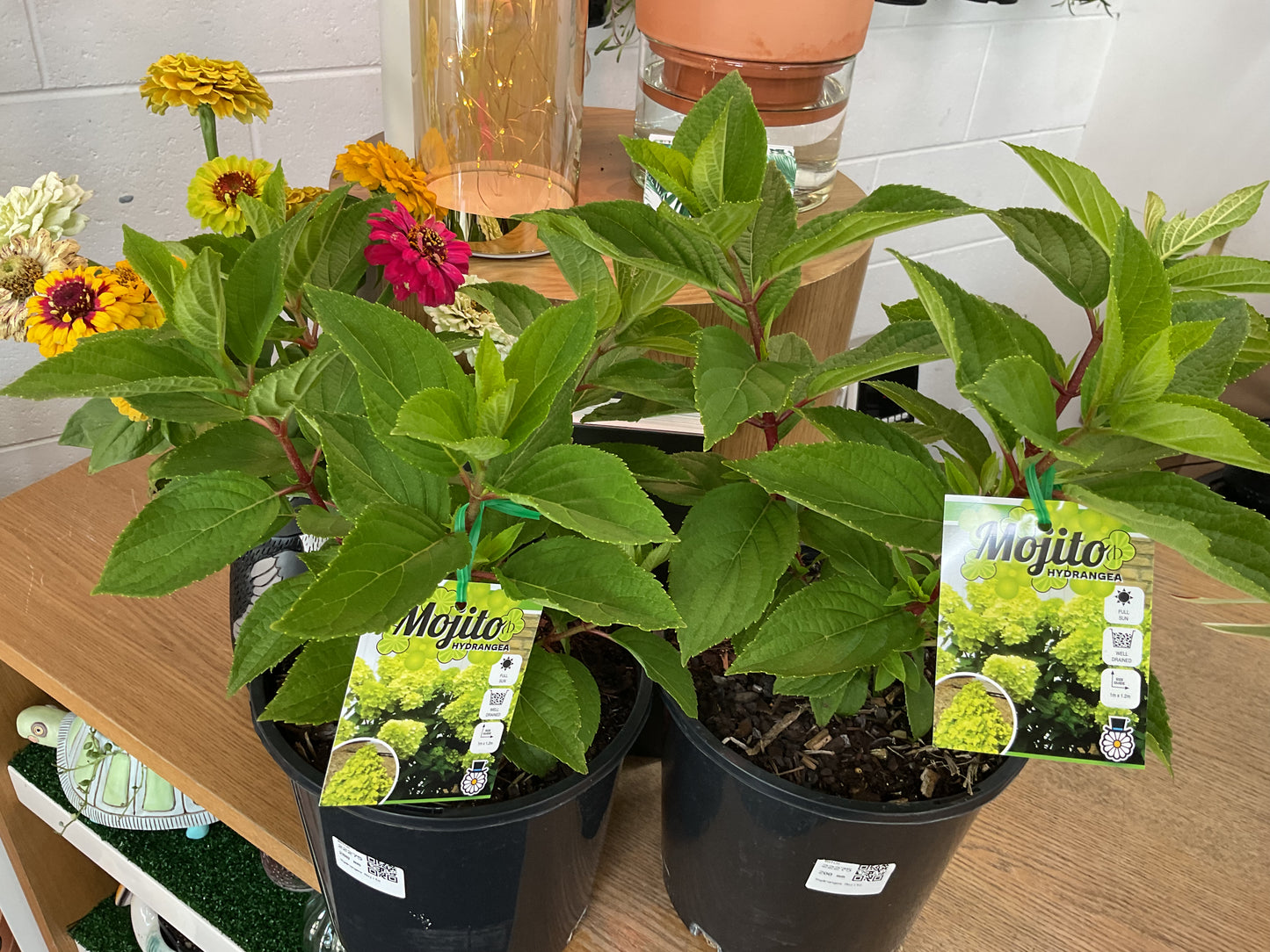 Hydrangea Mojito- Full Sun