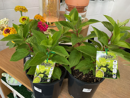 Hydrangea Mojito- Full Sun