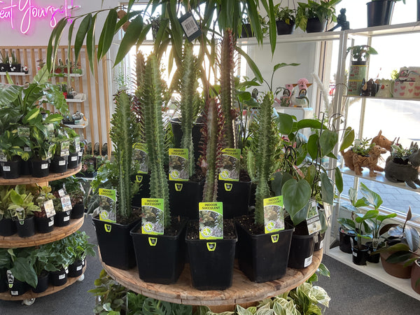 140mm African Milk Tree- Euphorbia Assorted