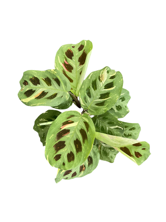 130mm Maranta Kerchoveana Variegated