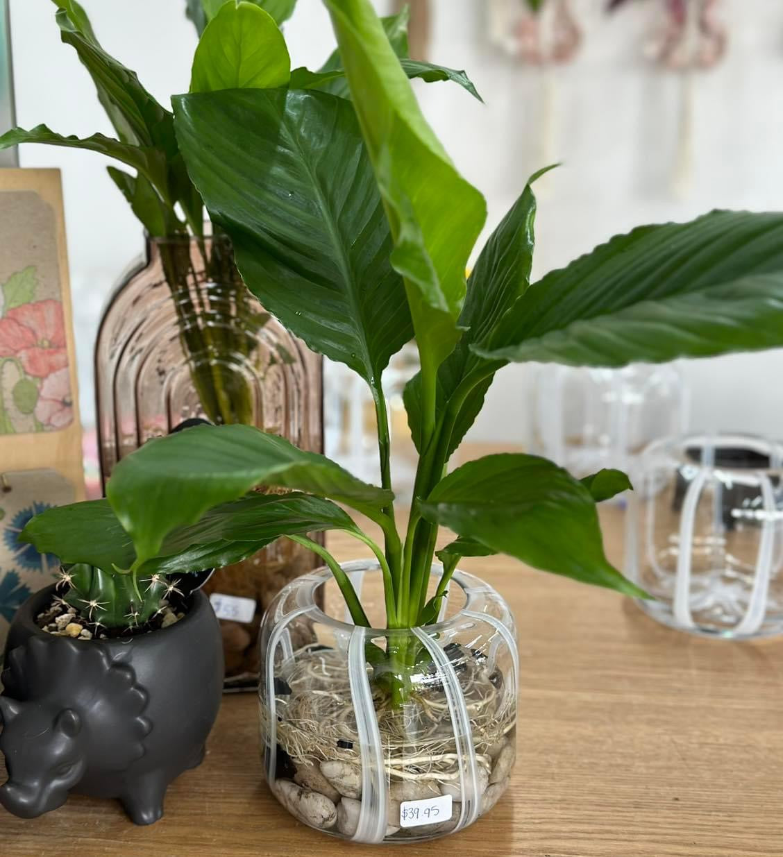 Small Hydro Peace Lily