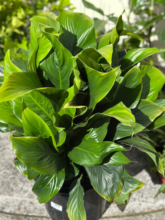300mm Spathiphyllum Sweet Romano