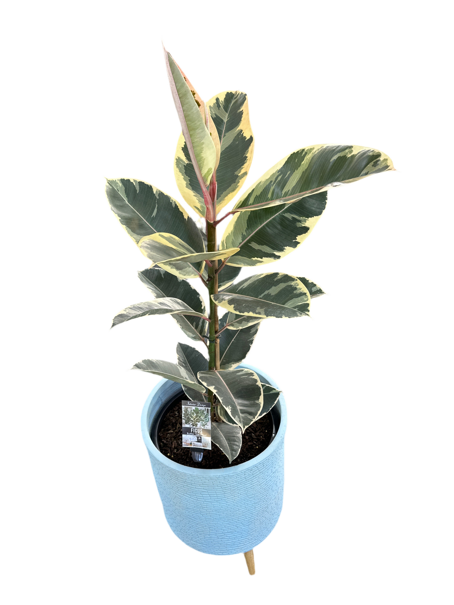 300mm Ficus Tineke