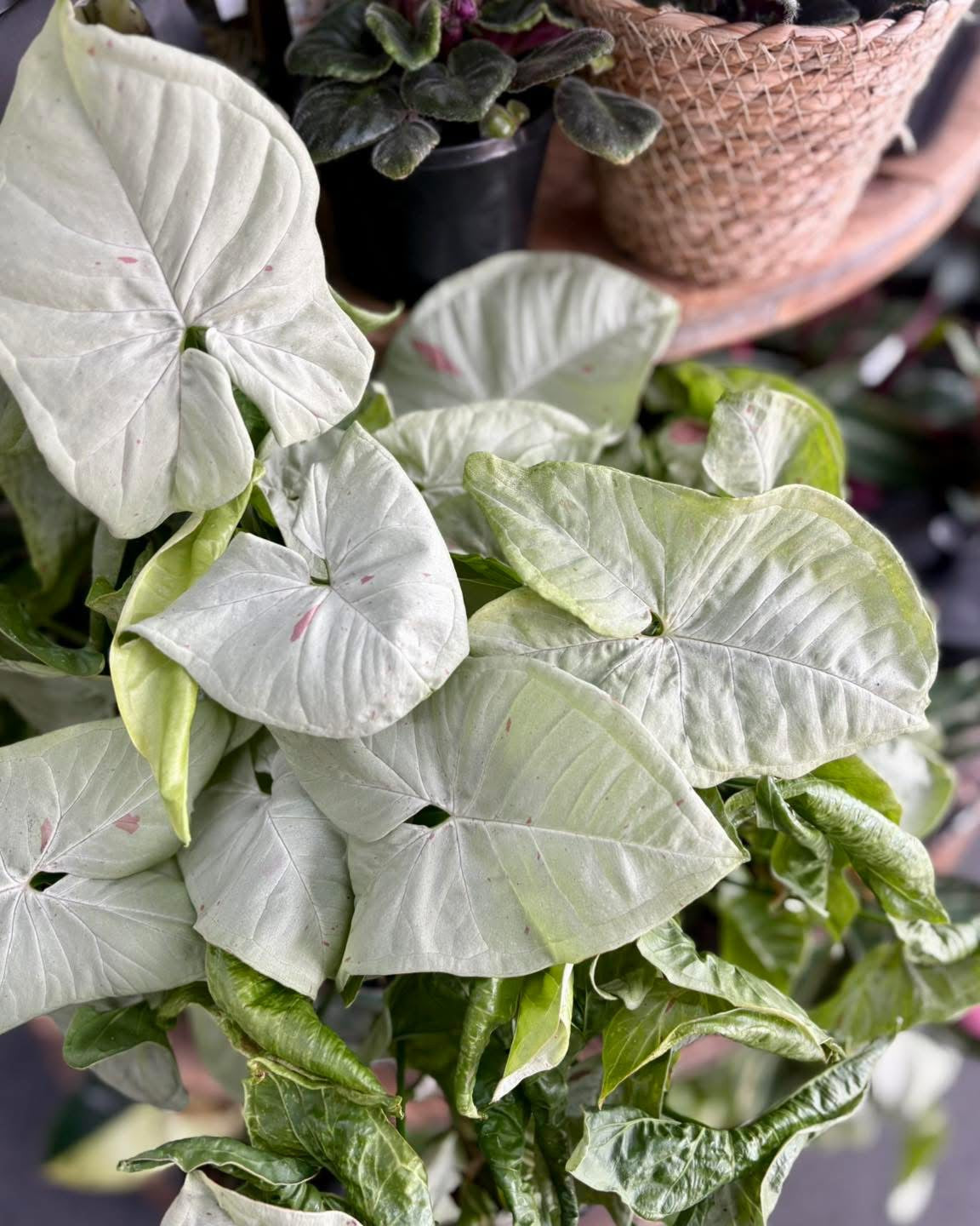 200mm Syngonium Confetti