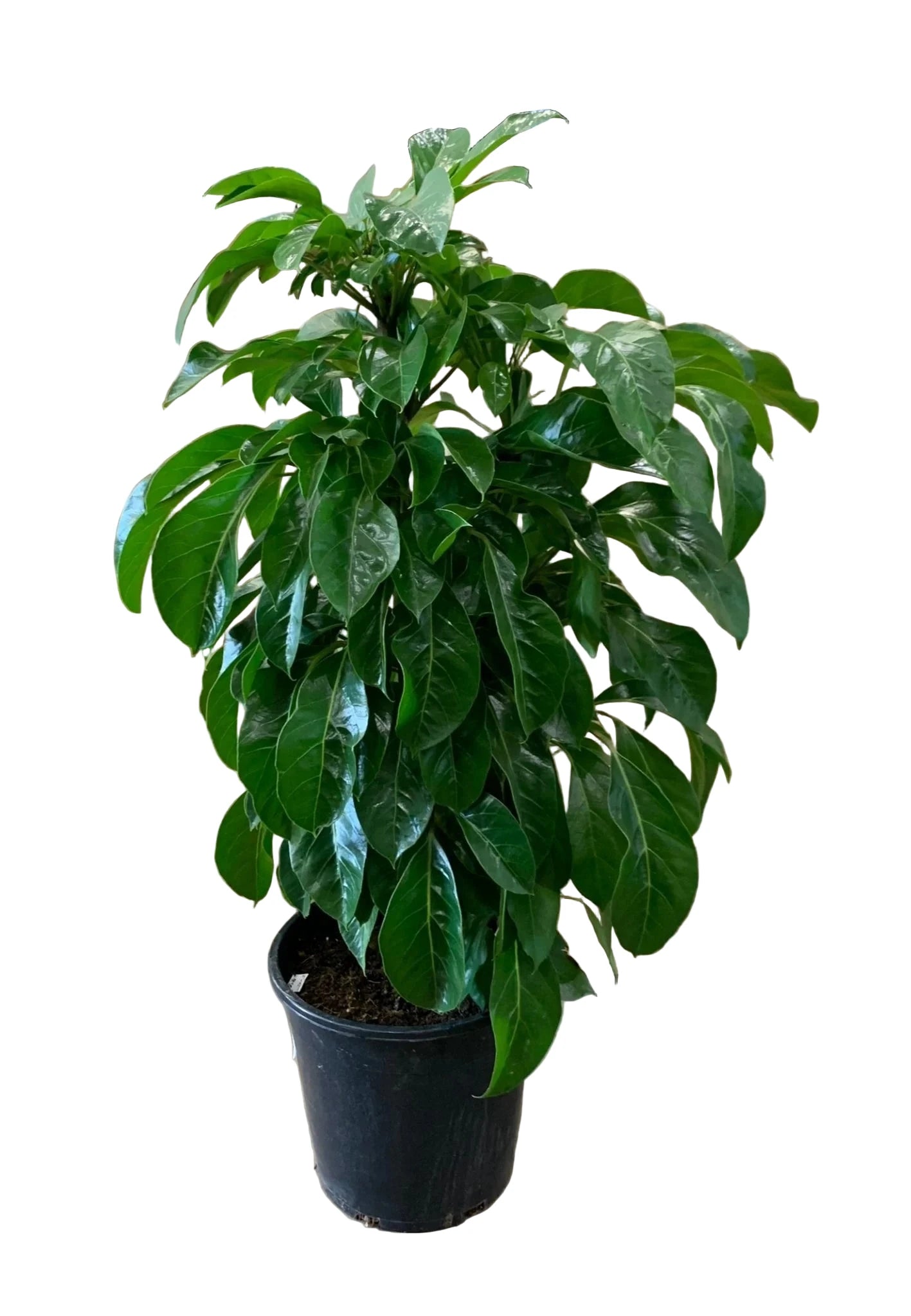 300mm Umbrella Tree