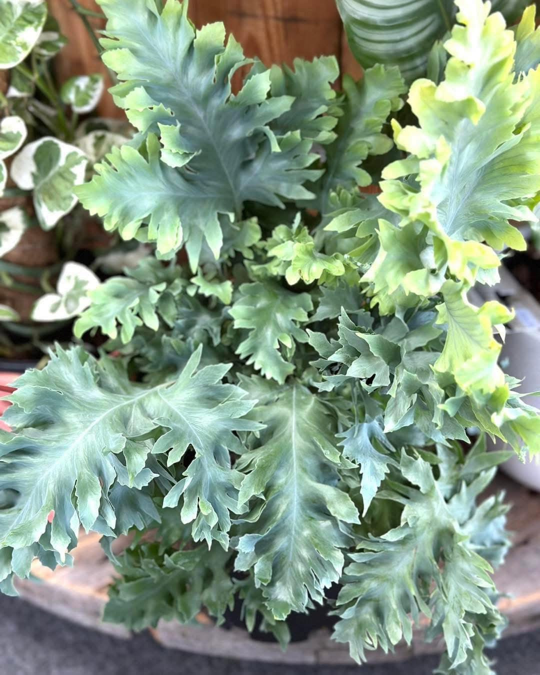 200mm Phlebodium Davana Fern