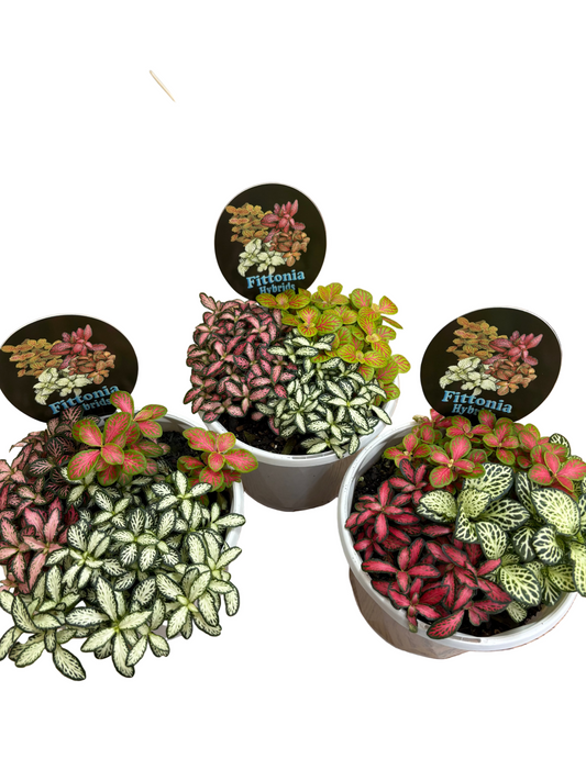 Triple Planted Fittonia