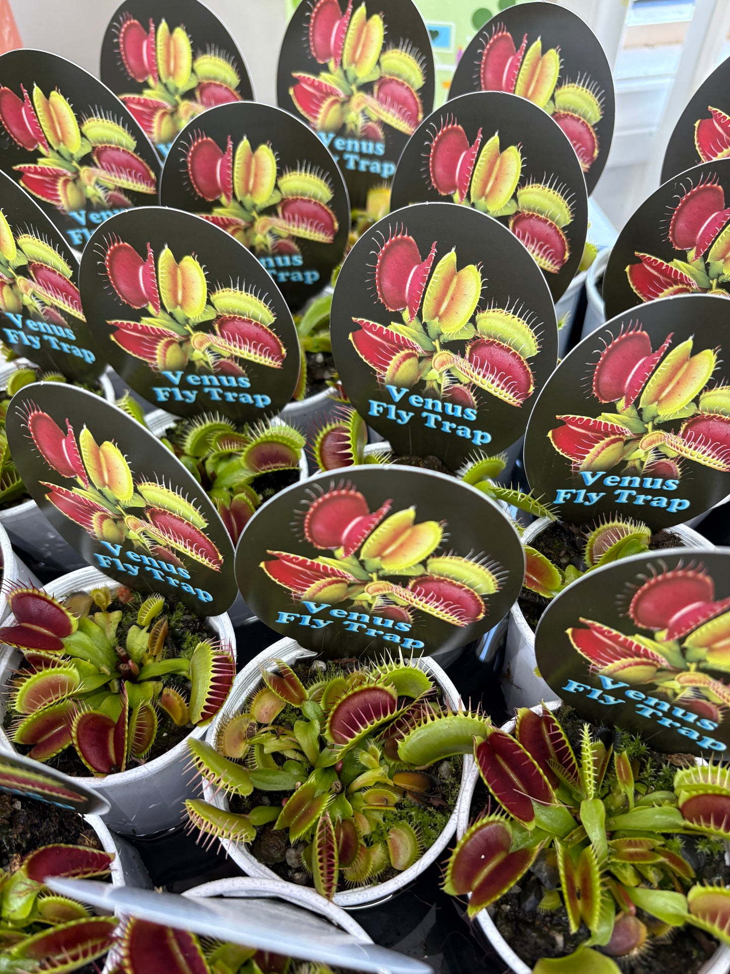Venus Fly Trap