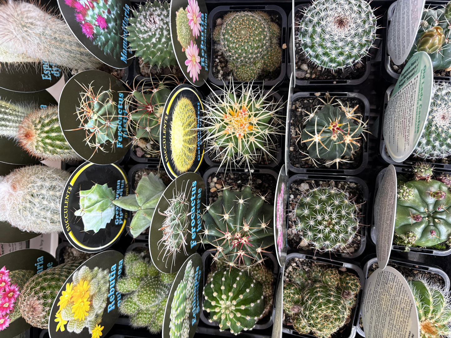 Assorted Cactus
