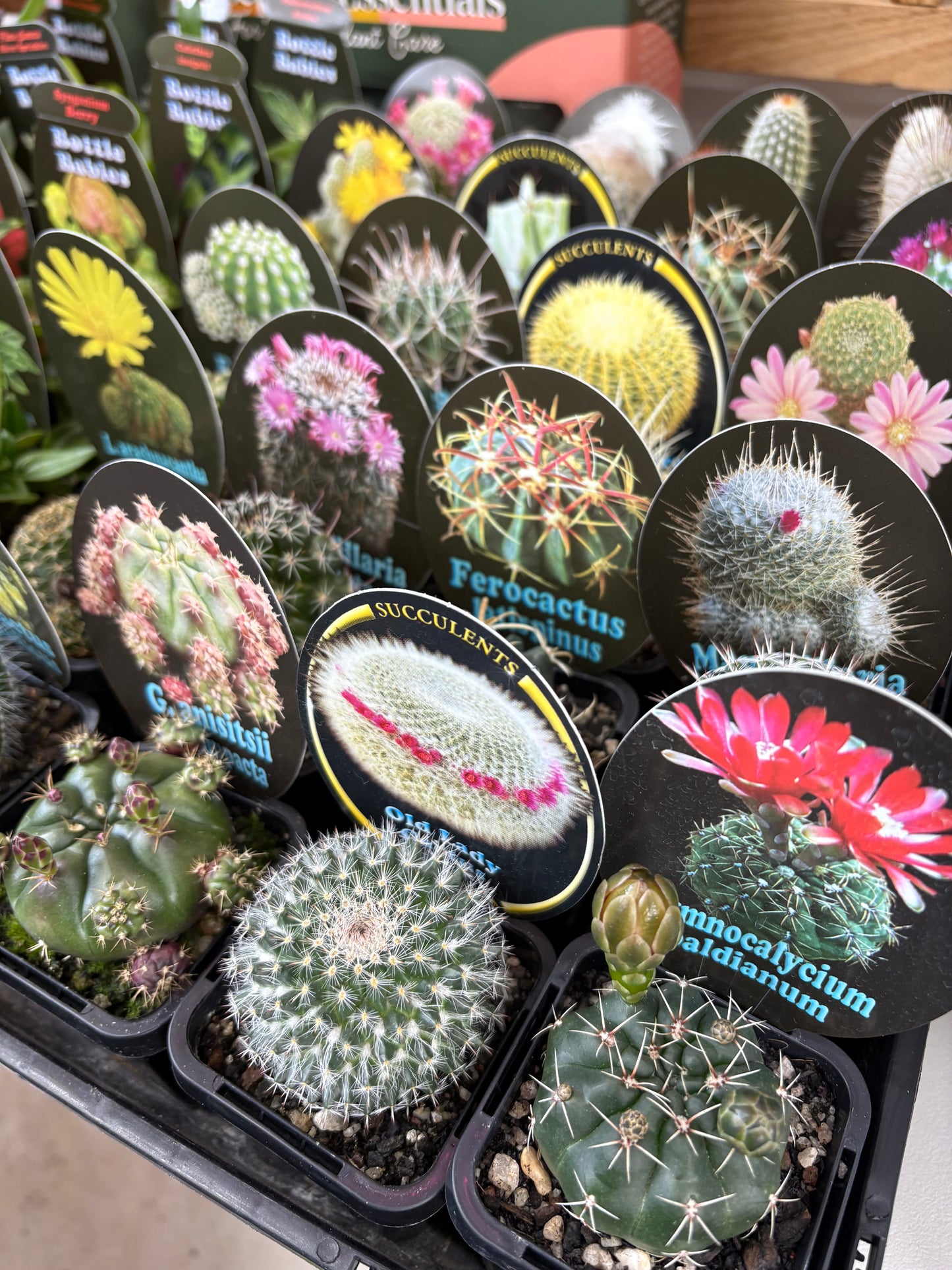 Assorted Cactus