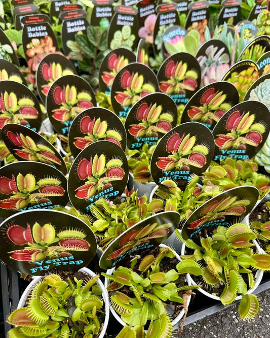 Venus Fly Trap
