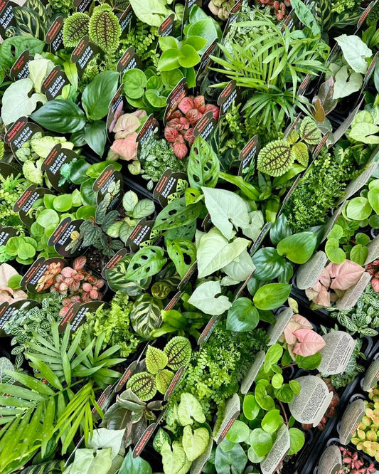 70mm Bottle Babies- Assorted