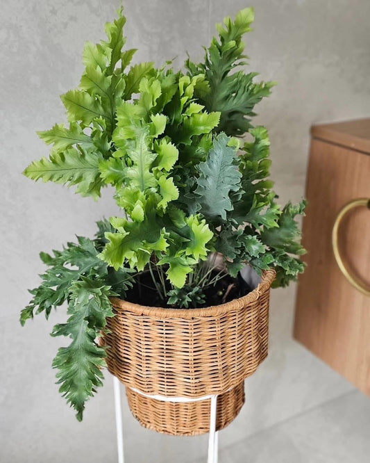 Phlebodium Davana Fern