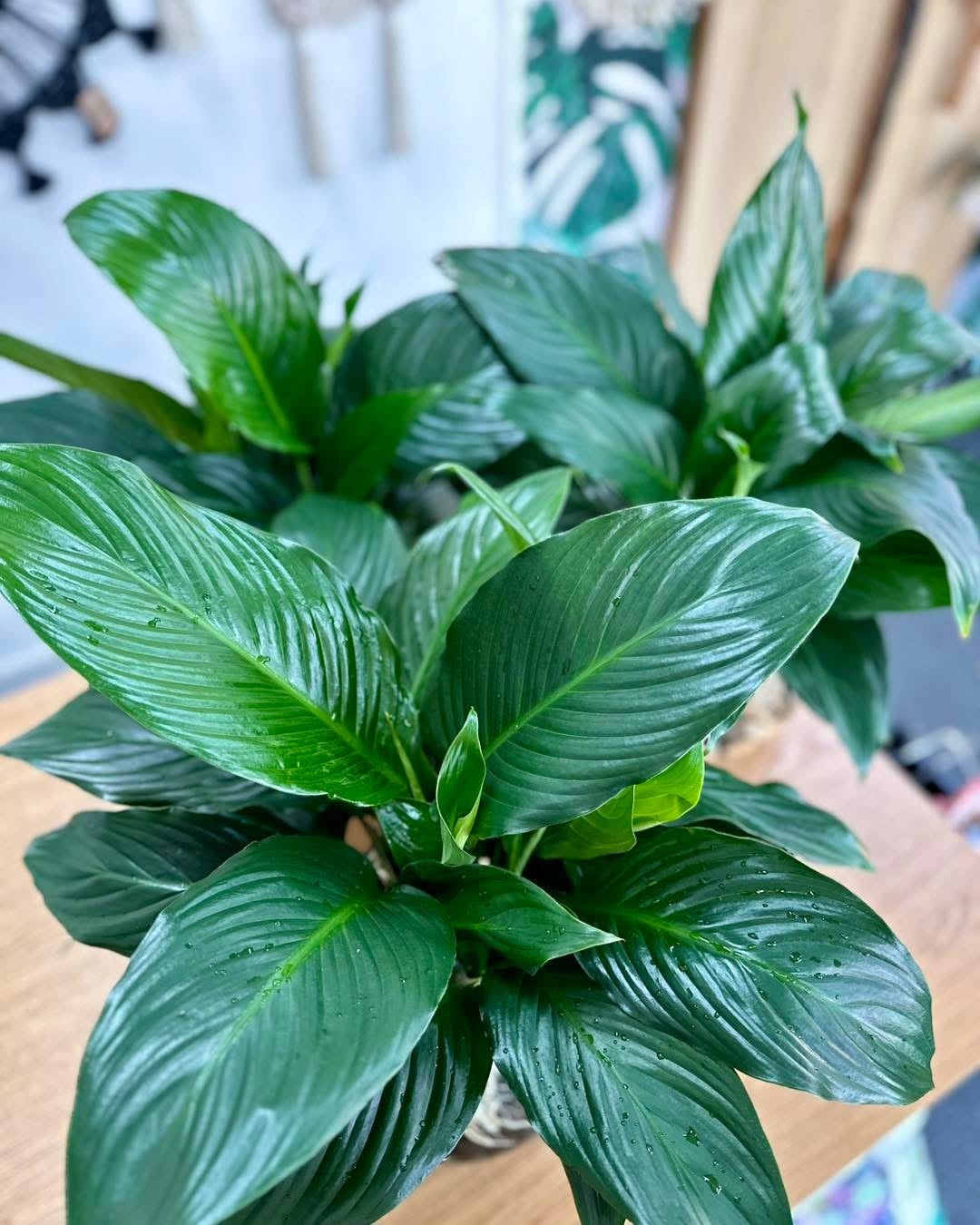 Hydro Peace Lily - Black Stones