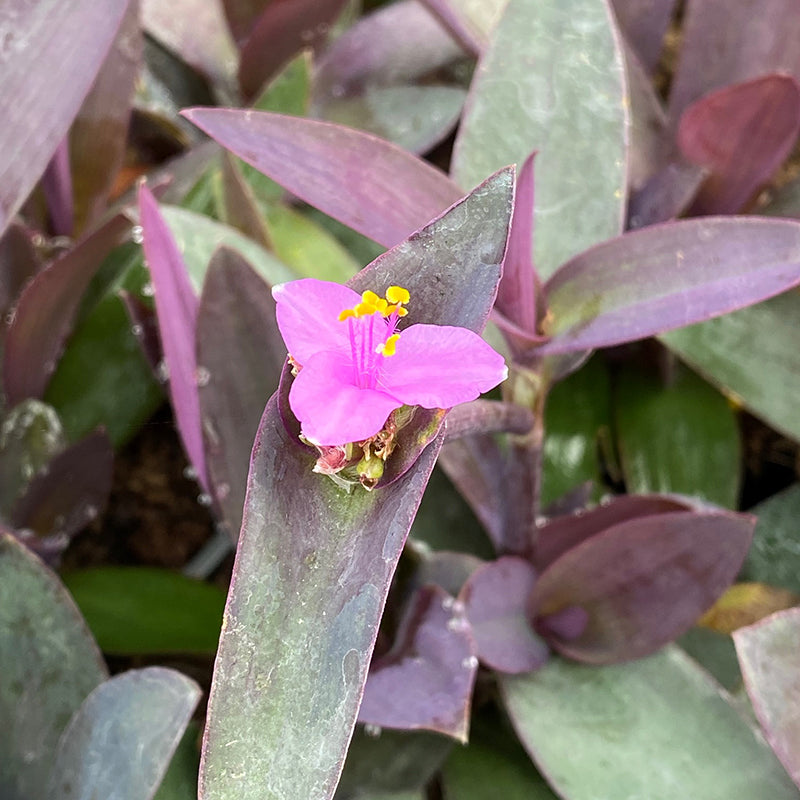 130mm Tradescantia Purple Heart