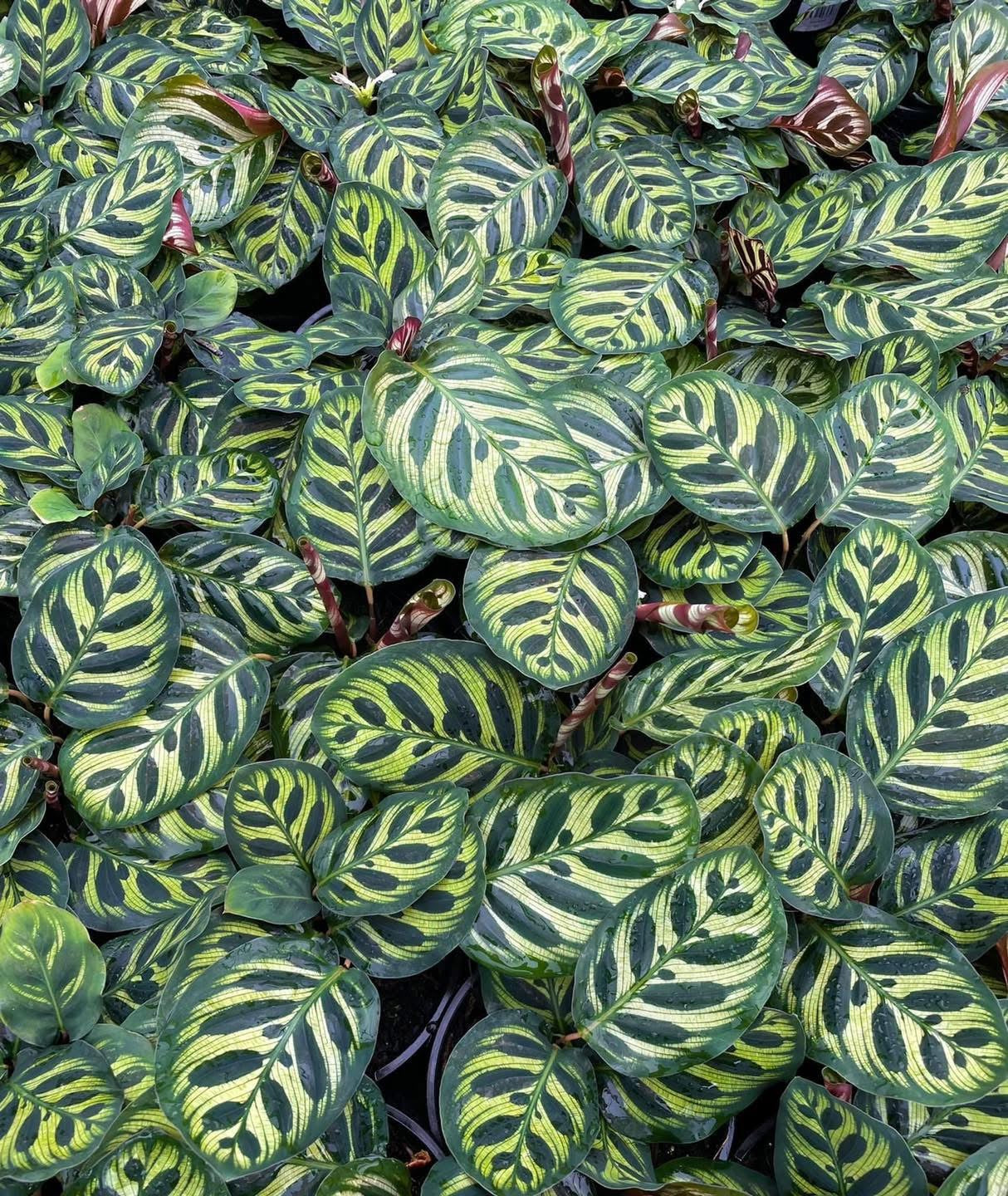 130mm Calathea Peacock