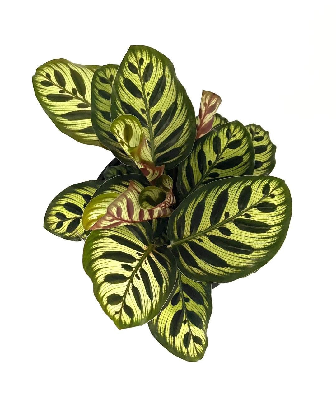 130mm Calathea Peacock