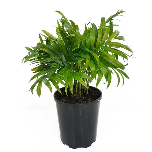 130mm Parlour Palm