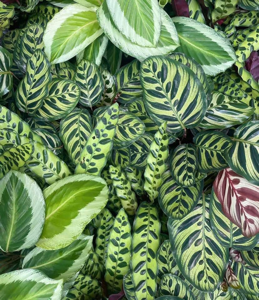 130mm Calathea- Assorted