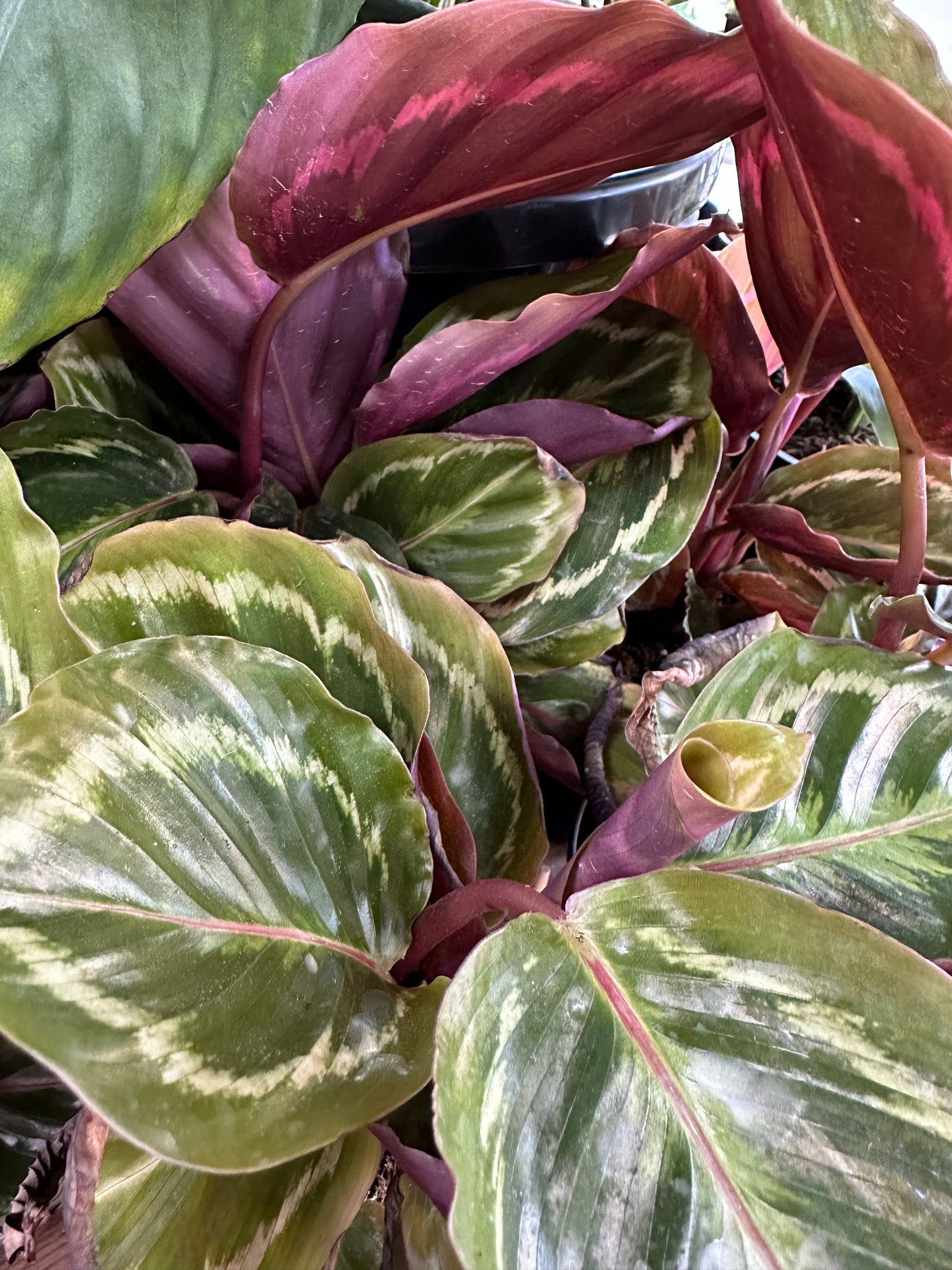 130mm Calathea medallion