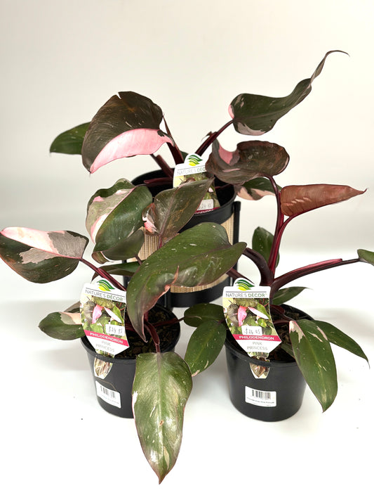130mm Philodendron Pink Princess