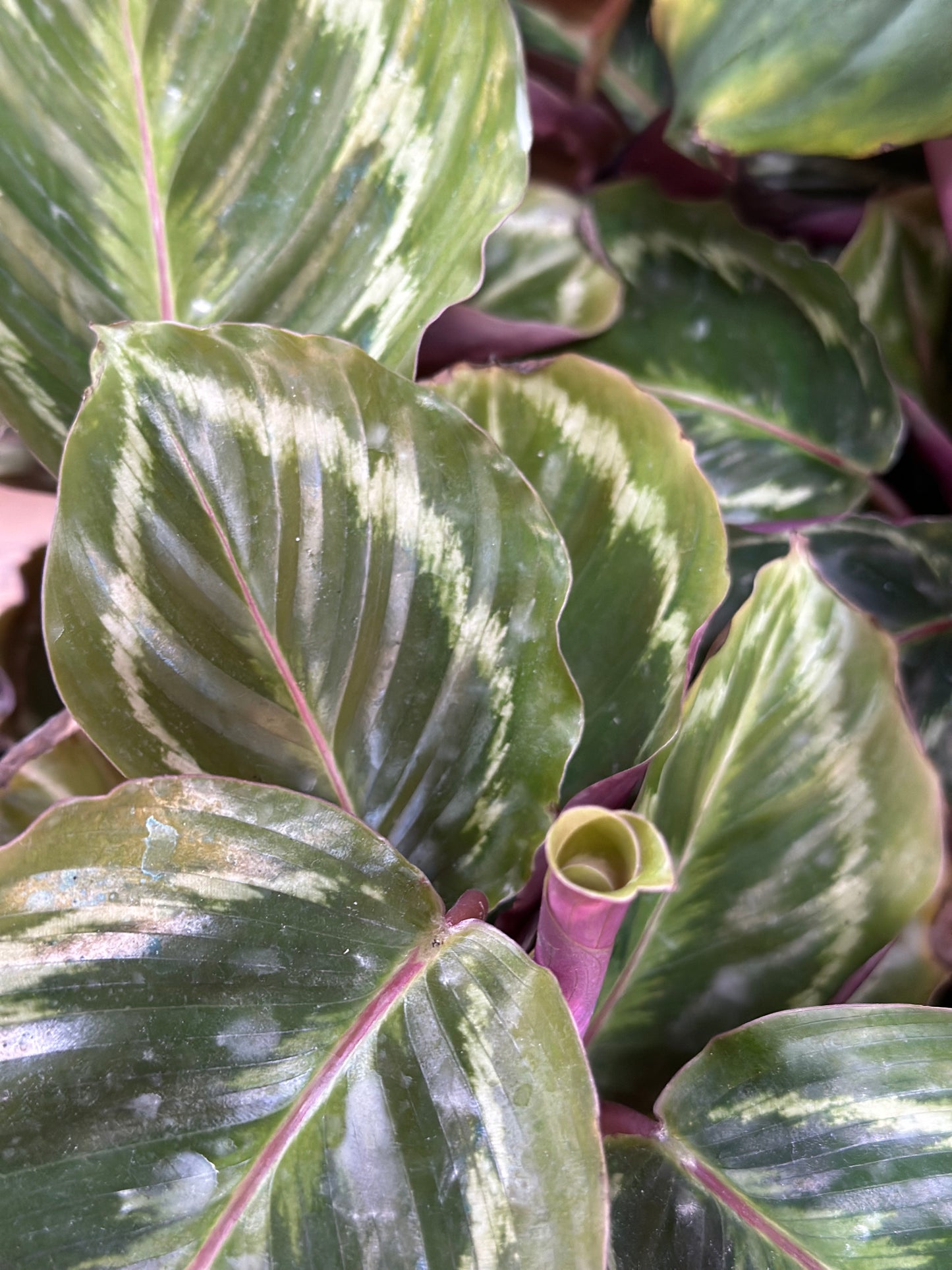 130mm Calathea medallion