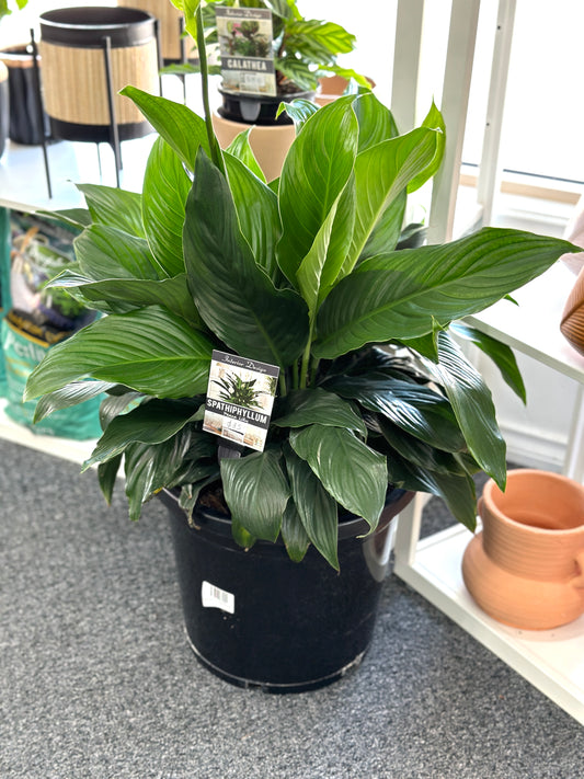 300mm Spathiphyllum Peace Lily