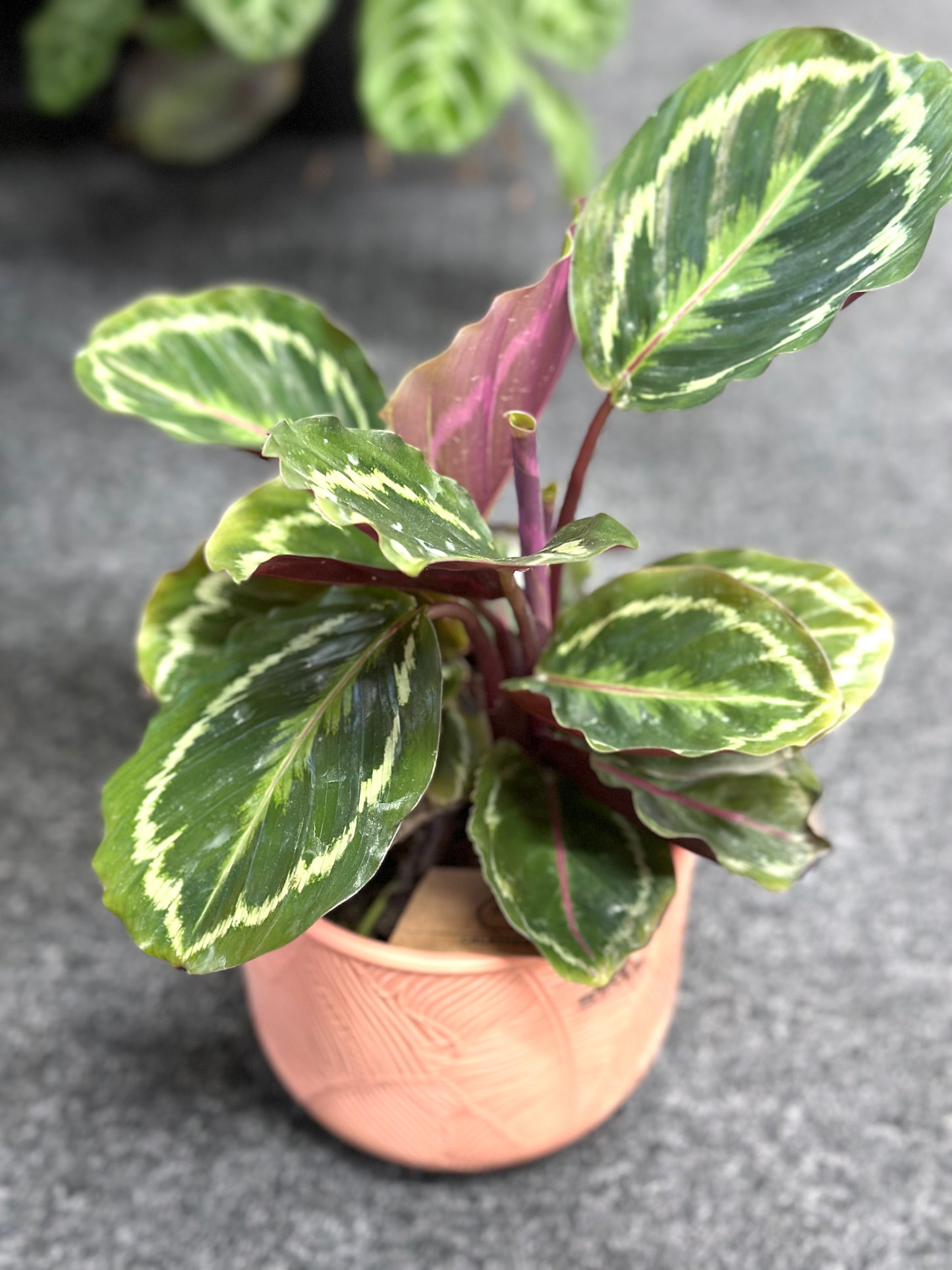 130mm Calathea medallion